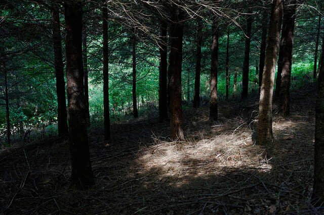 Une forêt.