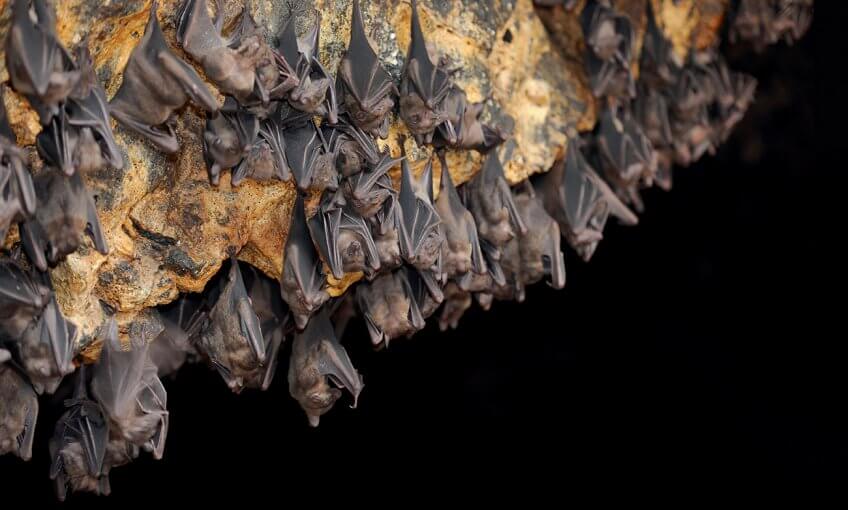 Groupe de chauve-souris dans une caverne