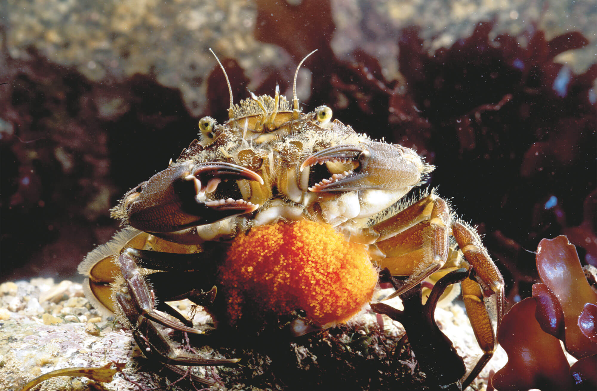 6 techniques de survie des animaux et plantes du bord de mer - anémone rouge