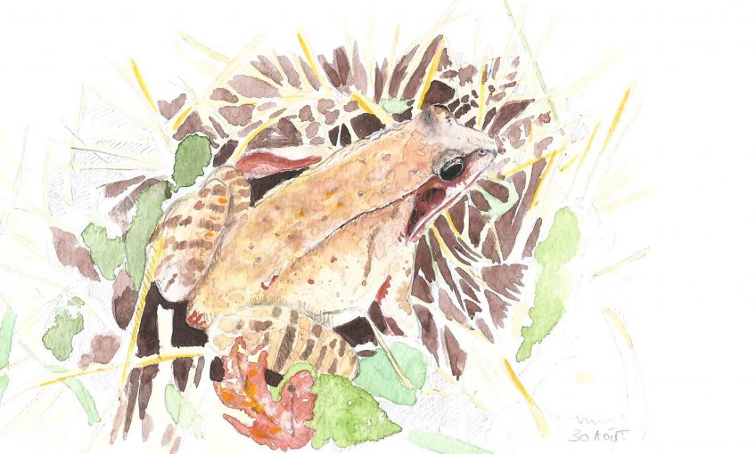 Mais où va la grenouille d'or ? - La Salamandre