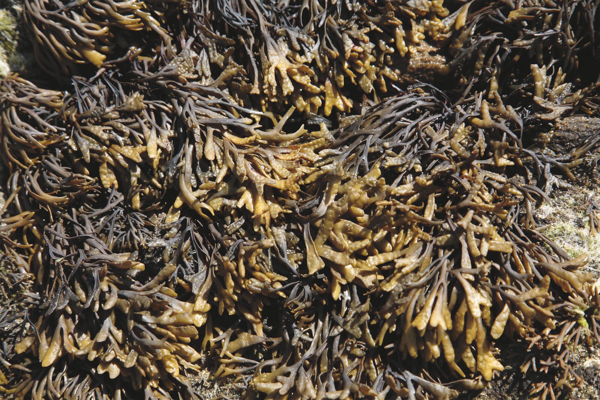 6 techniques de survie des animaux et plantes du bord de mer - algues