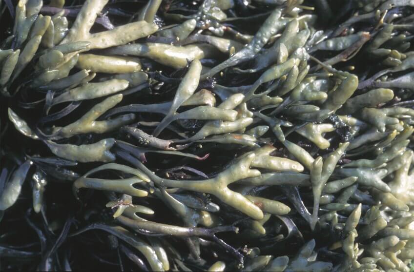 6 techniques de survie des animaux et plantes du bord de mer - algues