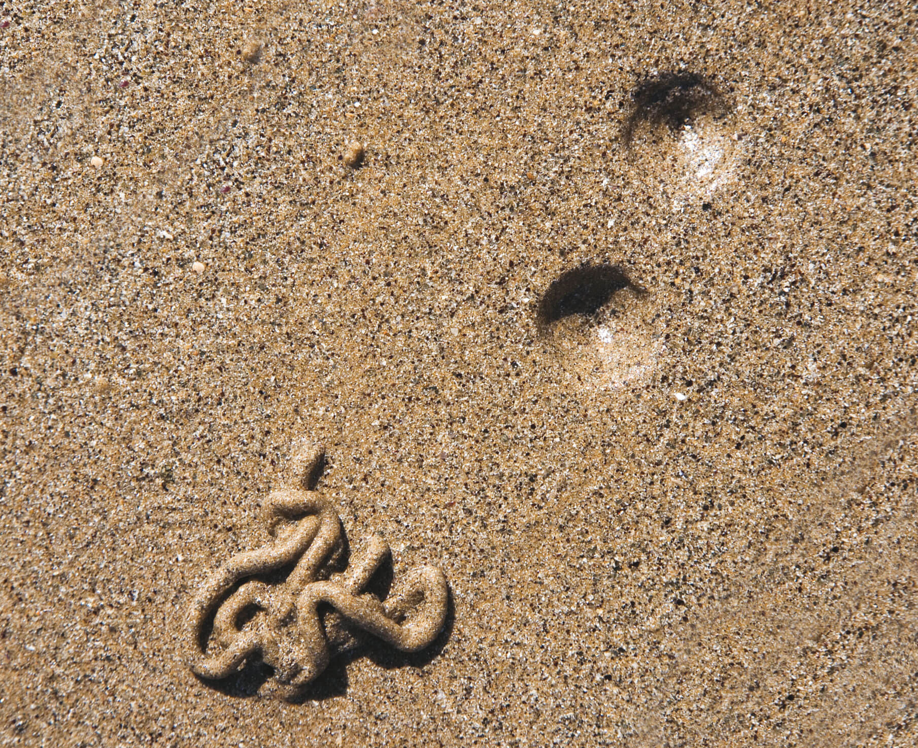 L'étonnante variété des animaux qui vivent dans le sable