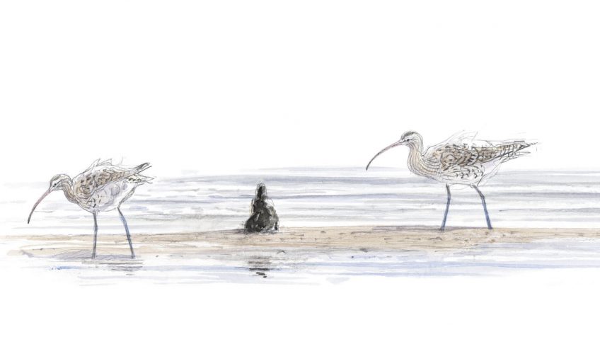 La vase pleine de vie - La Salamandre