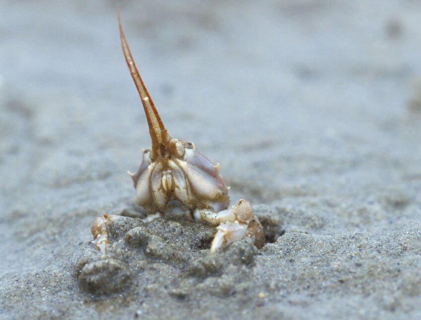 L'étonnante variété des animaux qui vivent dans le sable