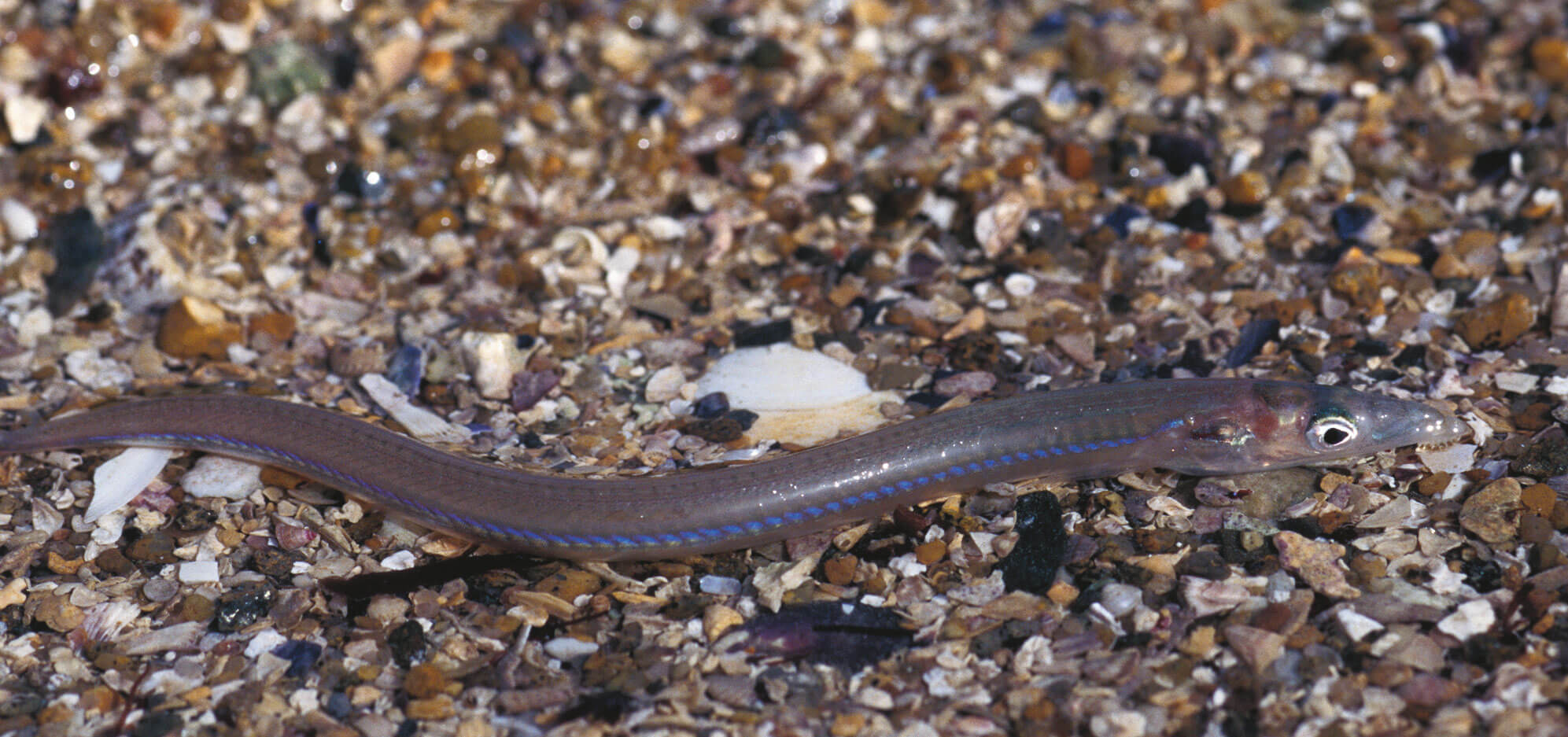 L'étonnante variété des animaux qui vivent dans le sable