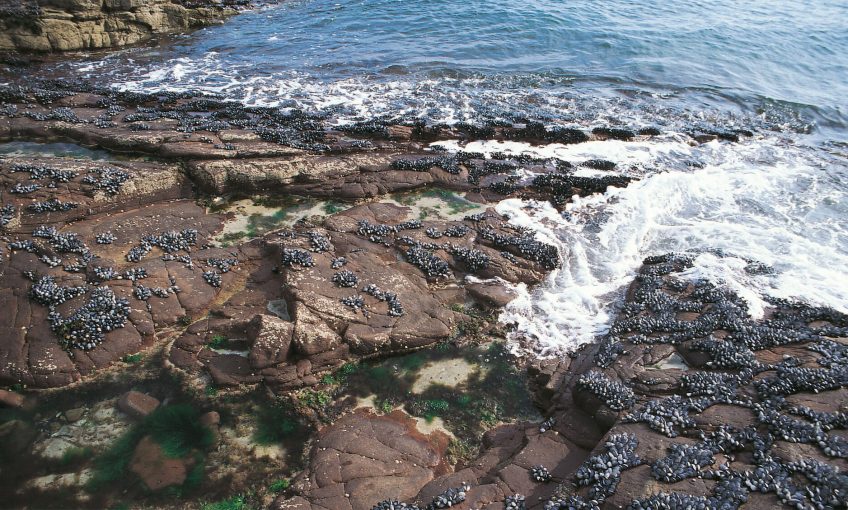 Secrets de survie en bord de mer - La Salamandre