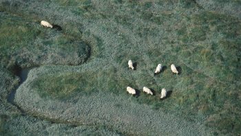 Les prés salés s’étendent parfois sur des centaines d’hectares. Comme ici, dans la baie du Mont-St-Michel. Les moutons raffolent de cette végétation composée de plus de 70 plantes différentes.