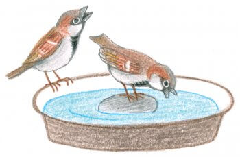 Abreuvoir pour oiseaux
