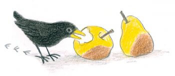Un merle mangeant une pomme