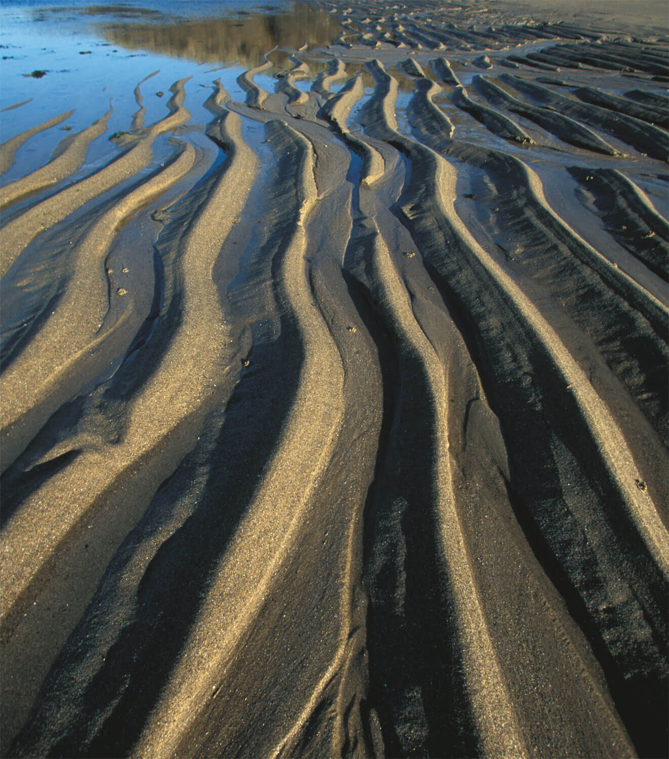 L'étonnante variété des animaux qui vivent dans le sable