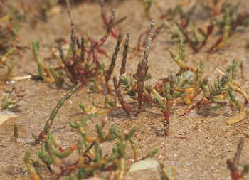 Fleurs de sel et plantes des marais - La Salamandre