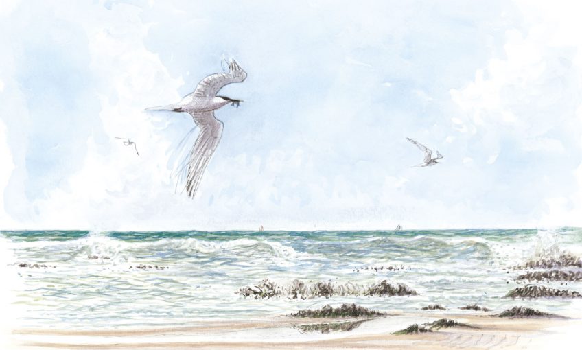 Sous la plage, un bestiaire - La Salamandre