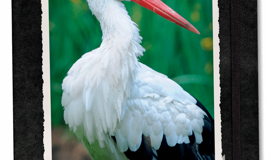 Carnet de vol de cigogne