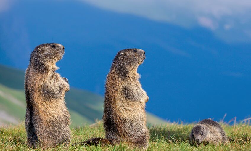 Trois marmottes dans les Alpes