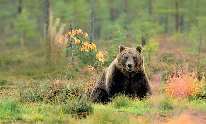 Ours brun dans la forêt