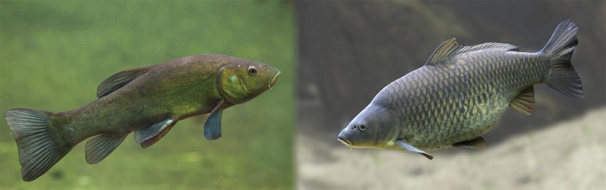 Tanche VS Carpe