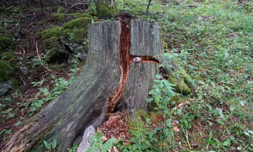 Une maison pour le mulot.