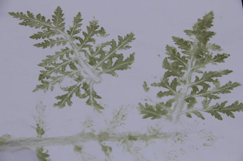Des plantes imprimé sur du papier.