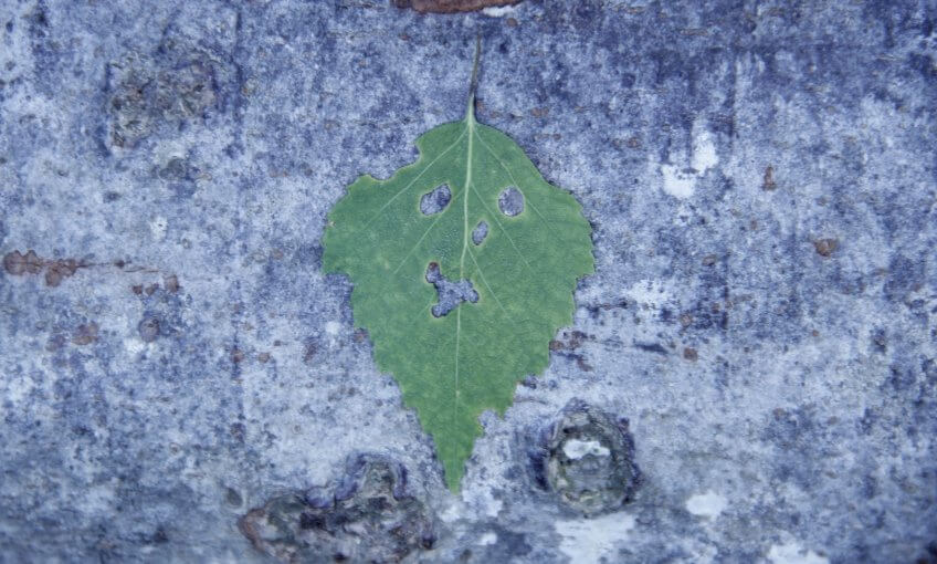Un visage crée avec une feuille.