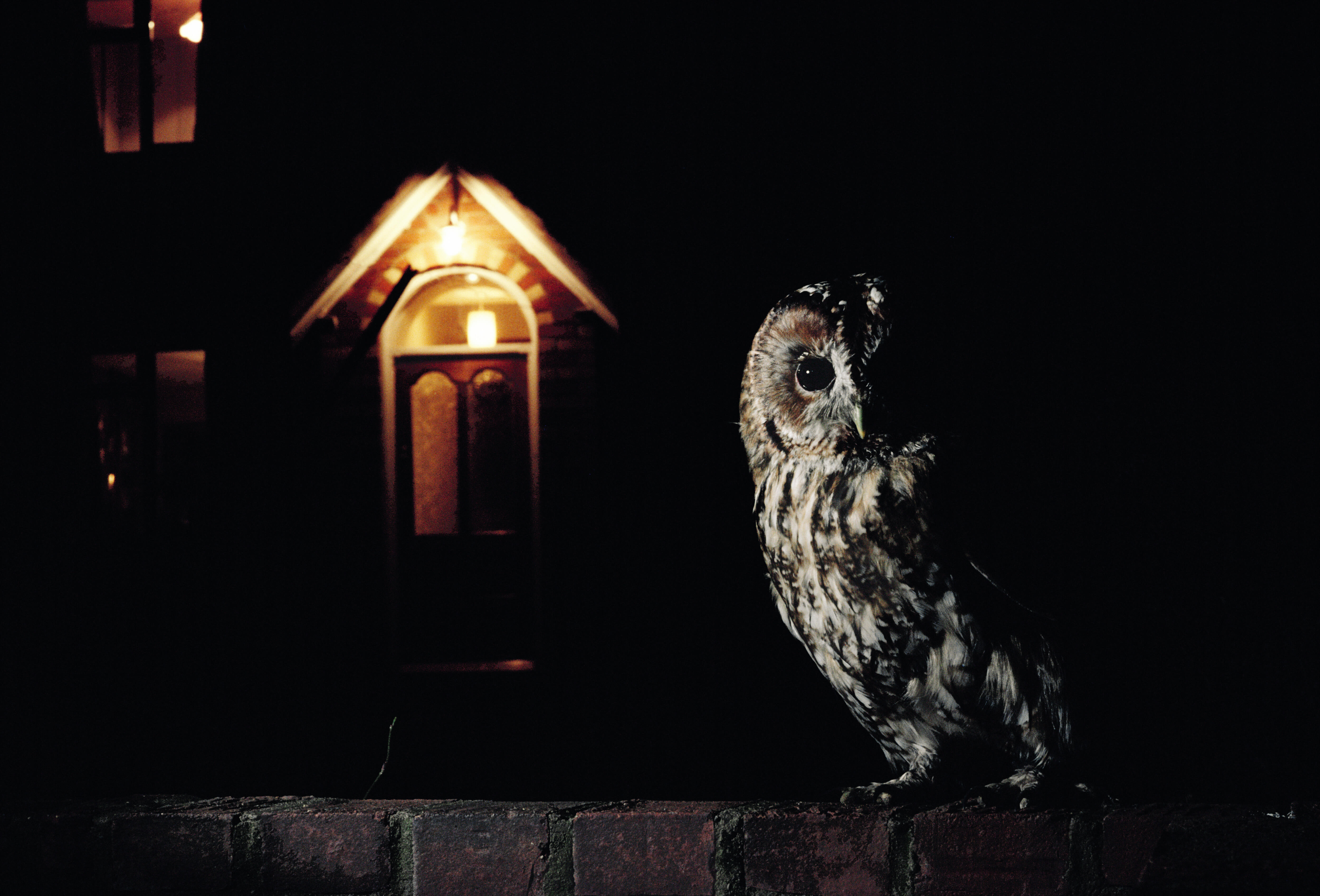 Pollution lumineuse : Rendons à la nuit son obscurité - La Salamandre