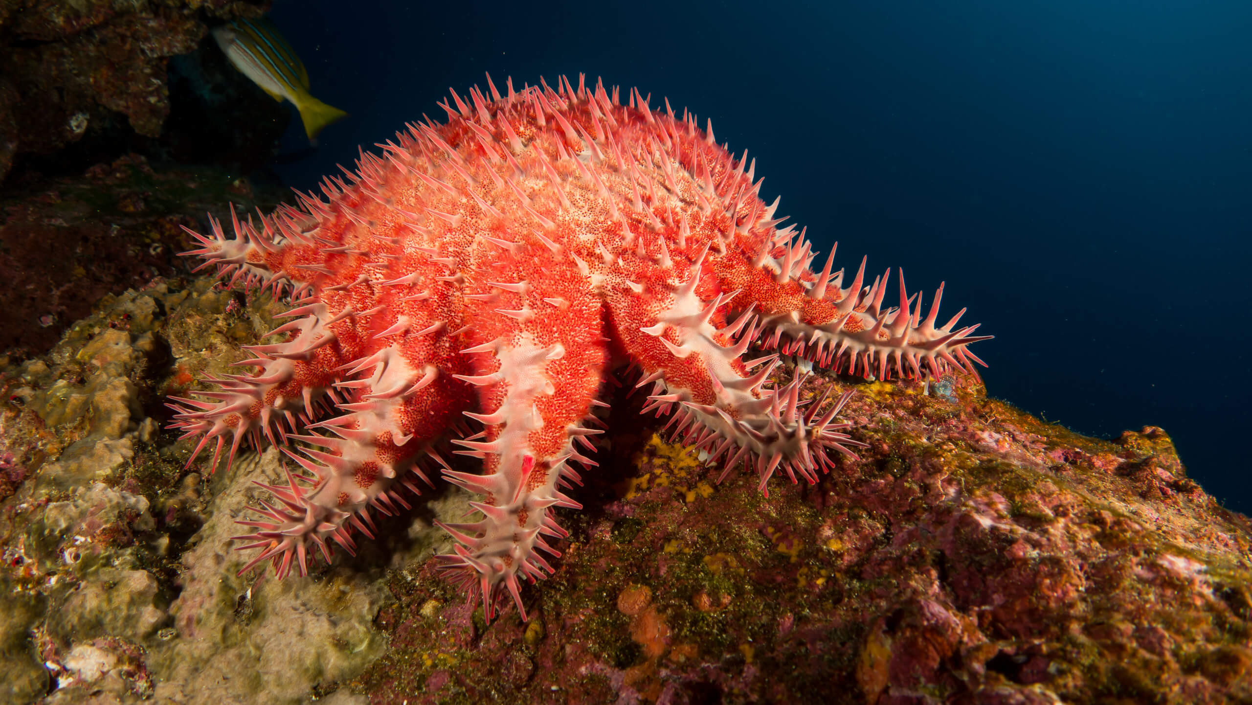 Le sexo quiz pour tout savoir sur la reproduction animale - La Salamandre