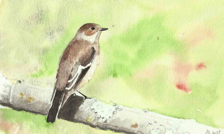 Gobemouche noir, l'oiseau qui traverse le Sahara