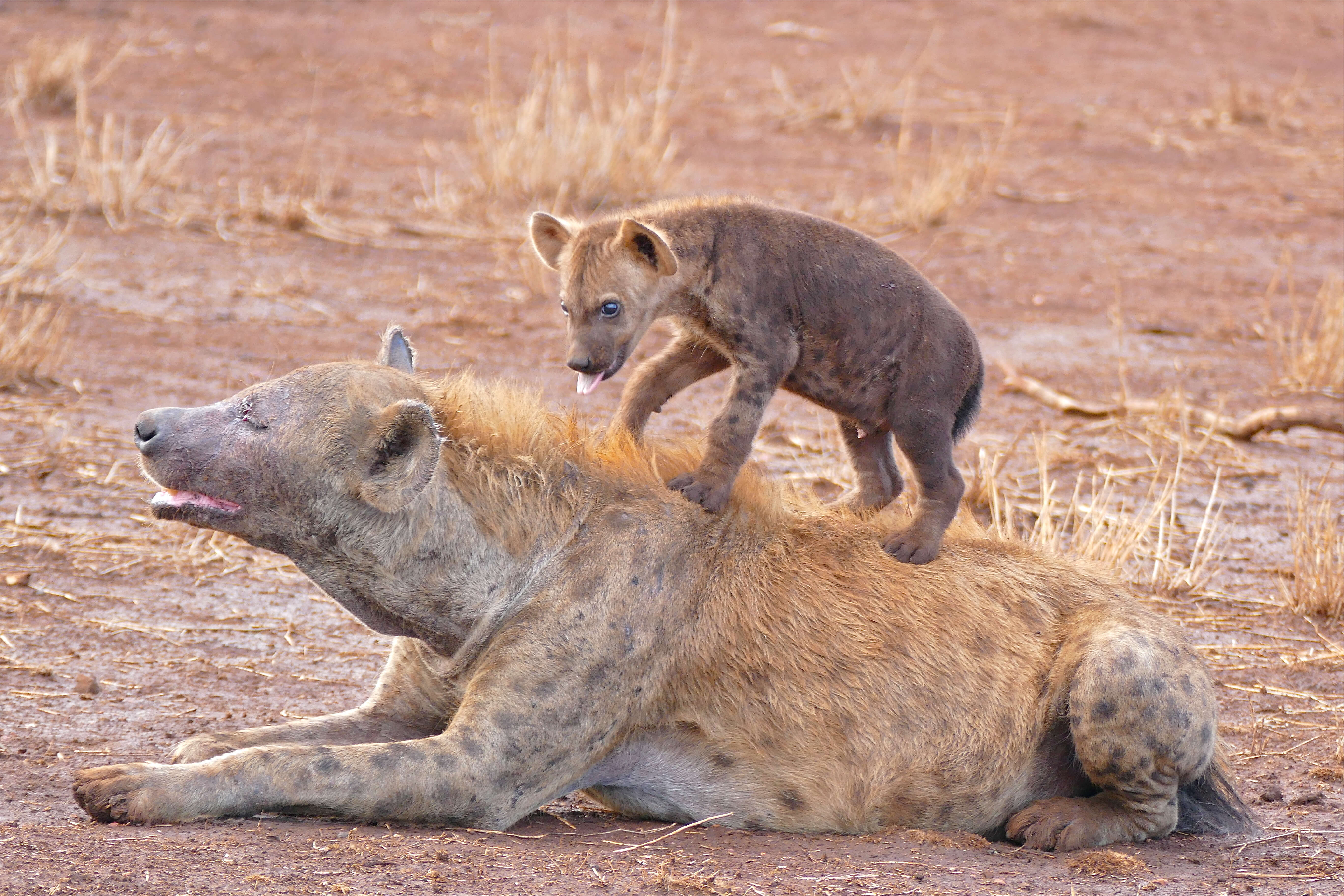 Le sexo quiz pour tout savoir sur la reproduction animale - La Salamandre