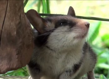 Vidéo Minute Nature "Loir ou lérot ?"