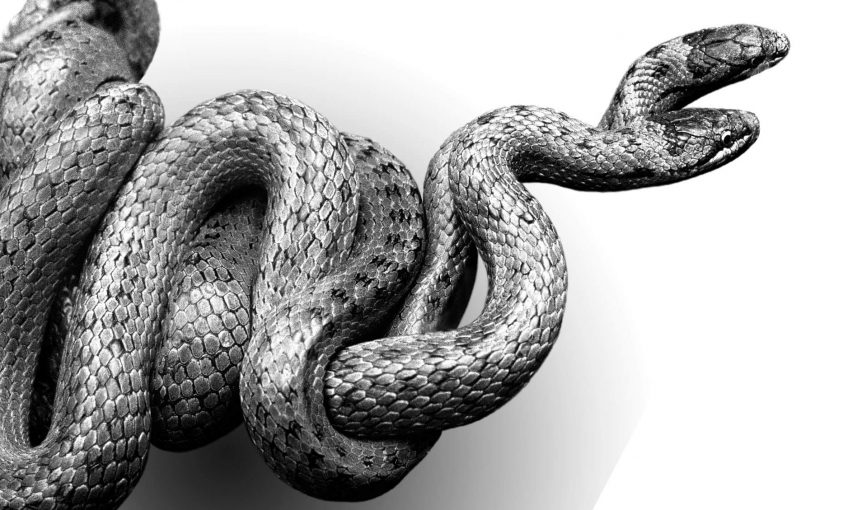 Reproduction animale : Leçon N° 1 : Etre bien équipé - La Salamandre