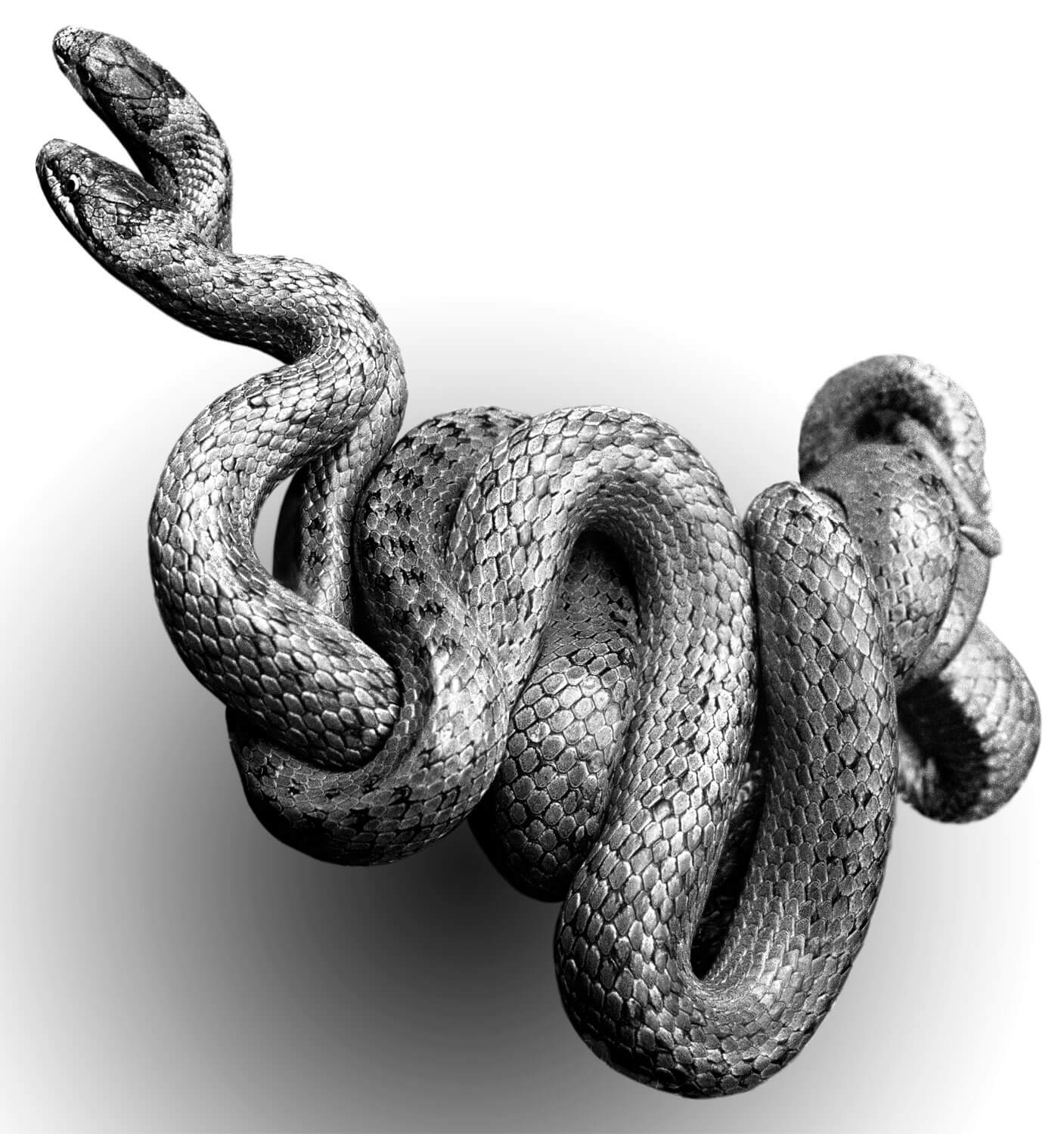 Reproduction animale : Leçon N° 1 : Etre bien équipé - La Salamandre