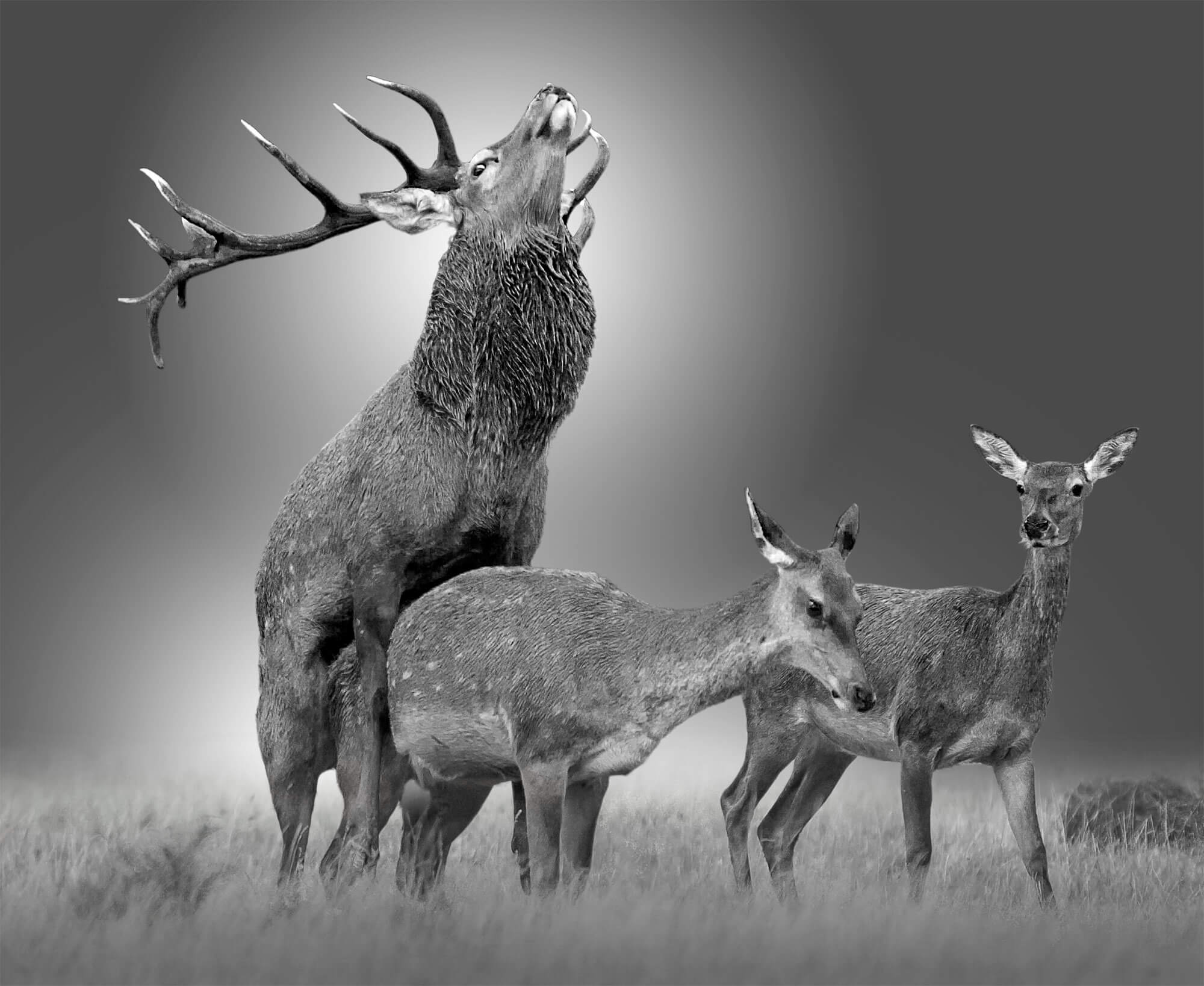 Reproduction animale : Leçon N°3 : Aimer sans compter - La Salamandre