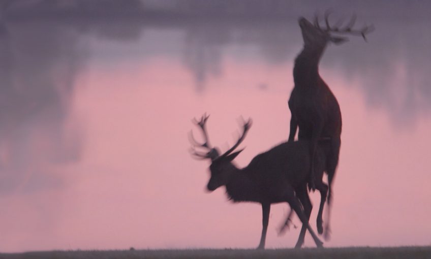 Le sexo quiz pour tout savoir sur la reproduction animale - La Salamandre