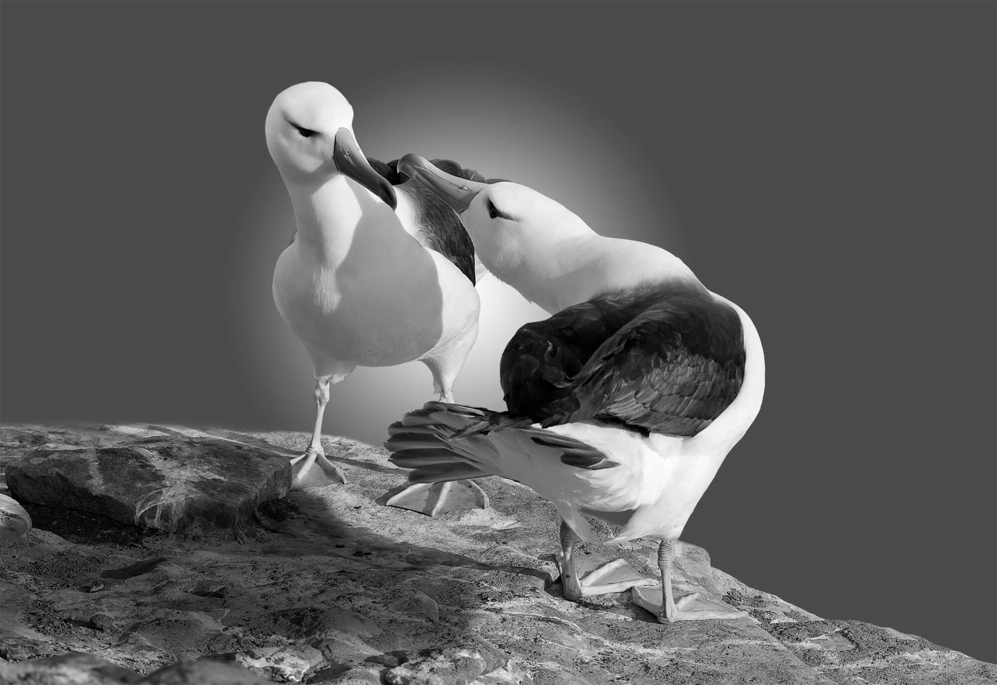 Reproduction animale : Leçon N°4 : Signer pour la vie - La Salamandre