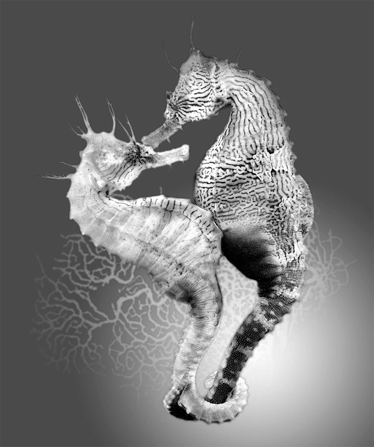 Reproduction animale : Leçon N° 2 : Oser la différence - La Salamandre