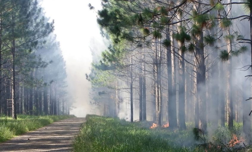 Quand la flamme passe, les incendies sont-ils un drame pour la nature ? - La Salamandre