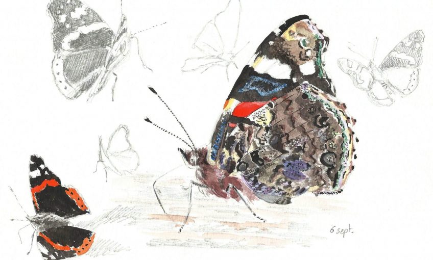 Les dessous chics du papilllon vulcain Vanessa atalanta - La Salamandre