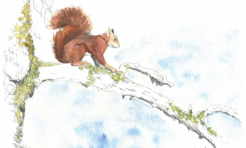 Avenir gris pour notre écureuil roux ? - La Salamandre