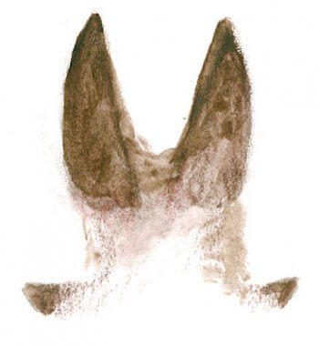 Moulez des traces d’animaux - La Salamandre