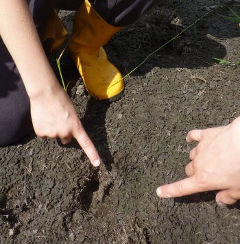 Moulez des traces d’animaux - Activité nature La Salamandre