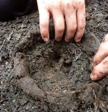 Moulez des traces d’animaux - Activité nature La Salamandre