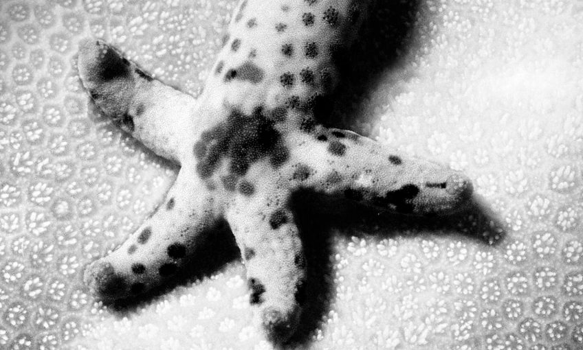 Reproduction animale : Leçon N°8 : Se suffire à soi-même - La Salamandre
