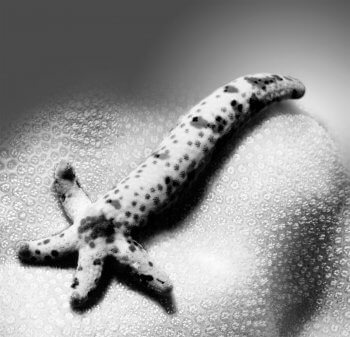 Reproduction animale : Leçon N°8 : Se suffire à soi-même - La Salamandre