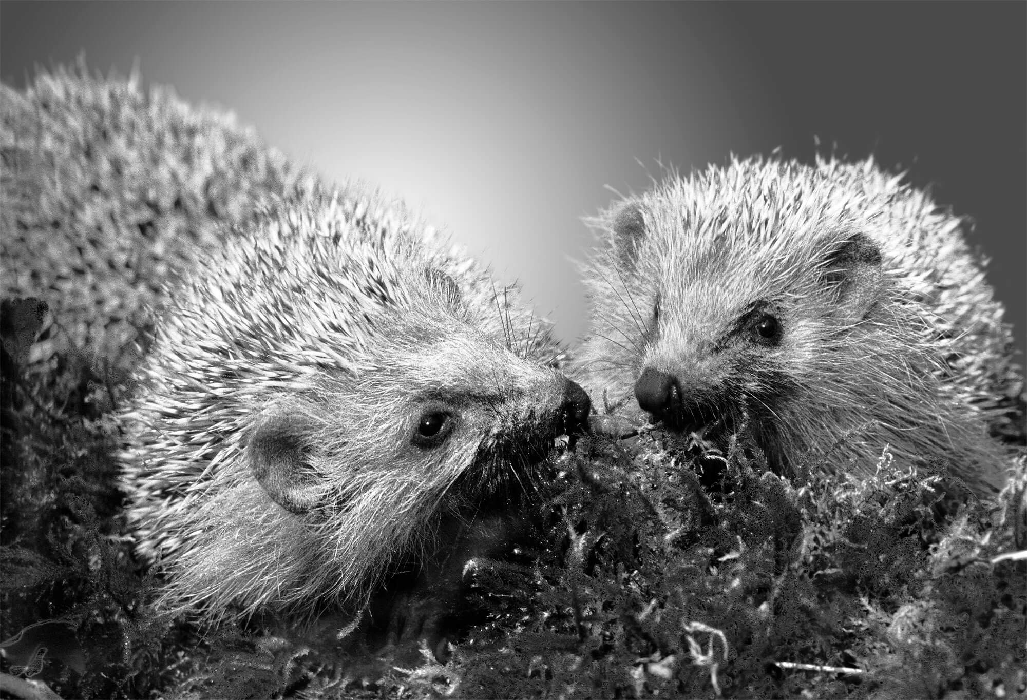 Reproduction animale : Leçon N°5 : Eliminer la concurrence - La Salamandre