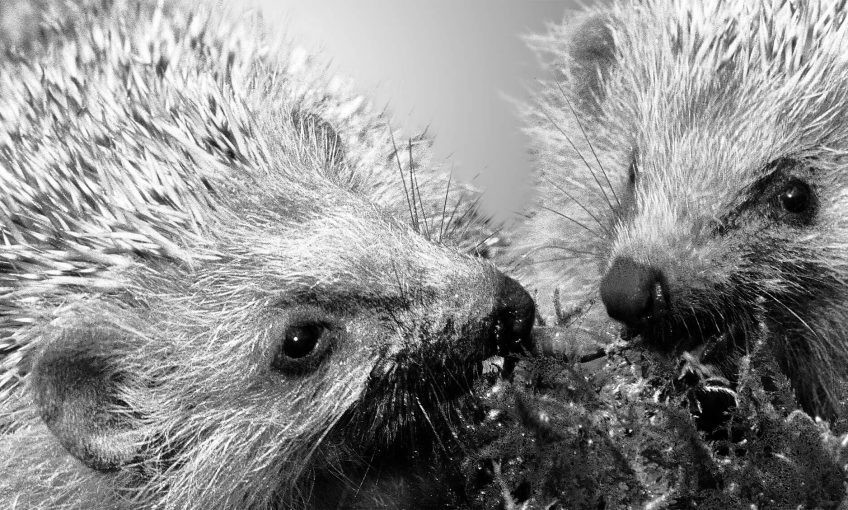 Reproduction animale : Leçon N°5 : Eliminer la concurrence - La Salamandre