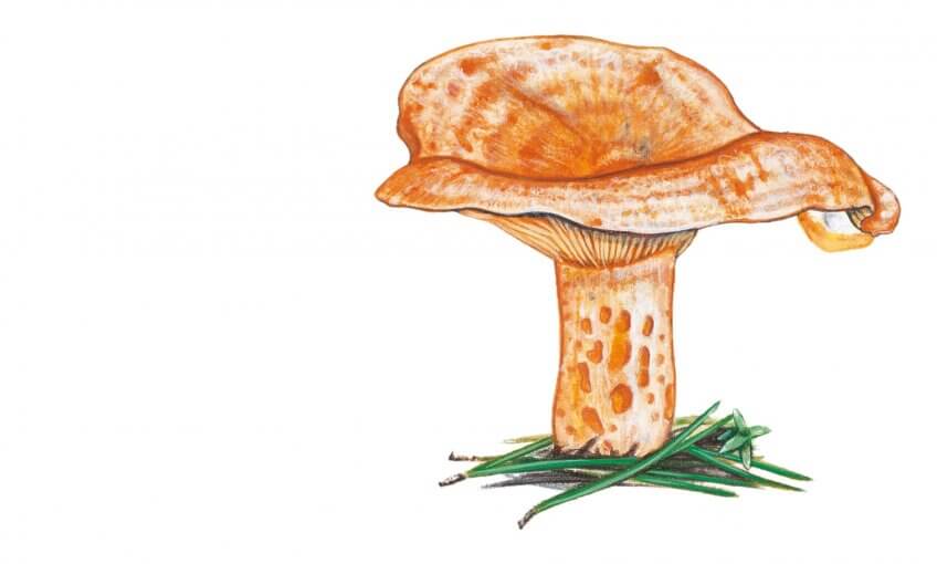 Champignon: lactaire surprise - La Salamandre