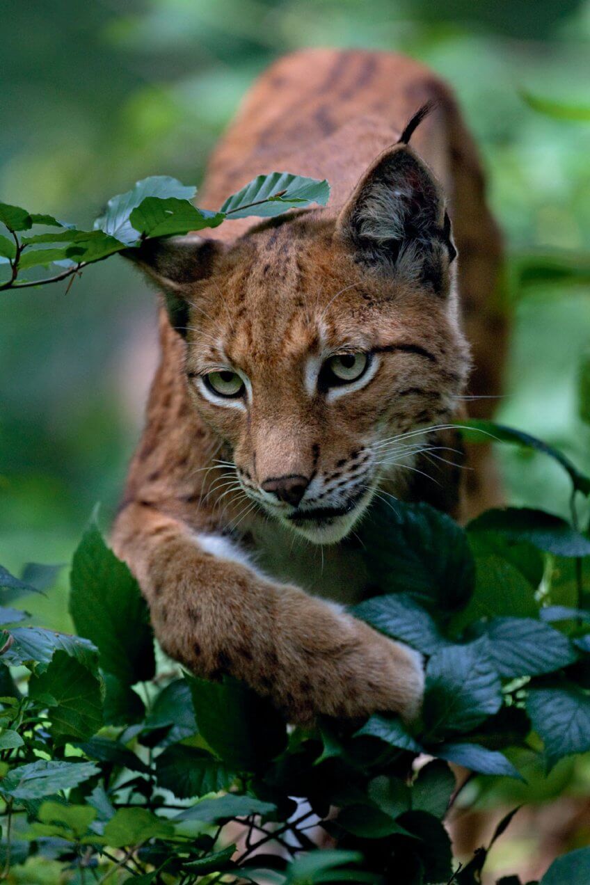 Oeil De Lynx Boreal Ecole