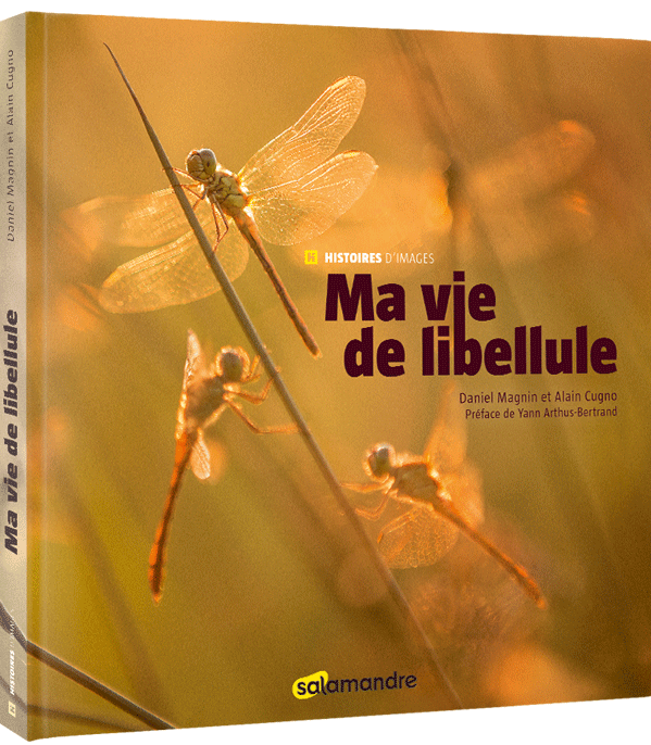 Paroles de libellule - La Salamandre