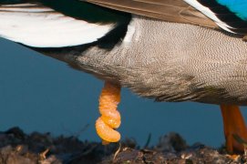 Pénis de canard colvert  / © Avico Ltd / Alamy