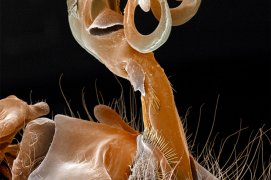 Pénis de libellule  / © SPL / Andrew Syred / Biosphoto